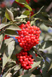 Branch Red Elderberry Branch Red Elderberry