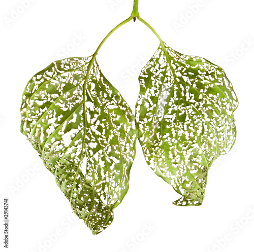 Photo: Macro of Leaves chewed by vermin Macro of Leaves chewed by vermin