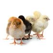 Chickens