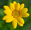 Photo en ligne au meilleur prix beautiful daisy