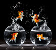 goldfishs jumps