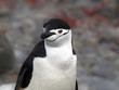Zügel Pinguin