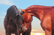the two communicating horses with sunset skies behind