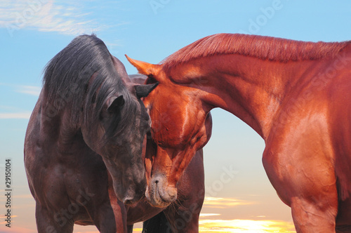 Photo: the two communicating horses with sunset skies behind the two communicating horses with sunset skies behind
