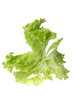 green leaf lettuce