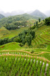 Sapa Highlands Rice Paddy