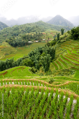 Photo: Sapa Highlands Rice Paddy Sapa Highlands Rice Paddy
