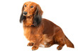 Sitting dachshund over white background