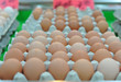 rows of eggs in a protective container