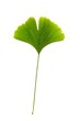 Ginkgoblatt / ~d