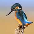 The Common Kingfisher (Alcedo atthis)