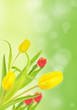 Photo: Tulips Tulips