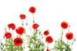 red poppies on white