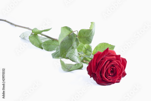 Foto: rote Rose rote Rose