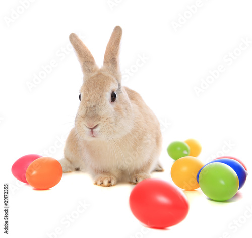 Foto: Osterhase Osterhase