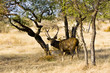 Ranthambhore Sambar 1