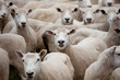 Sheared sheep staring at the viewer
