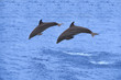 Dolphins jumping