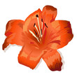 Flower orange Flower orange