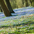 Frühlingserwachen, Scilla-Blüte, Frühlingsblumen