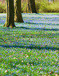 Scilla, blauer Blumenteppich, Frühling, Frühblüher