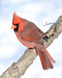 Northern Cardinal