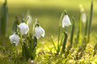 snowdrop flowers in morning, soft focus, perfect for postcard