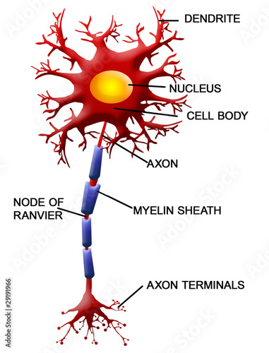 Vector: Neuron cell Neuron cell