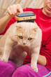 Grooming Cat Brush Grooming Cat Brush