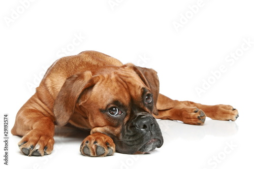 Photo: German Boxer puppy (5 month) lying on a white background German Boxer puppy (5 month) lying on a white background