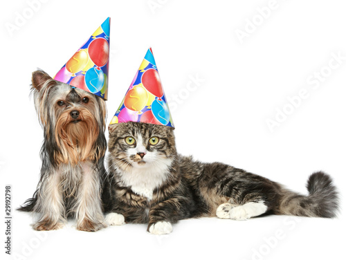 Photo: Yorkshire terrier and a Norwegian forest cat in party cap Yorkshire terrier and a Norwegian forest cat in party cap
