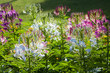 spider flower