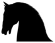Horses Head