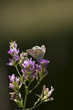 farfalla