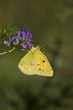 farfalla