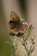 farfalla
