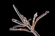 Ice and snow on a branch