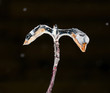Ice and snow on a branch