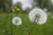 pusteblume auf wiese