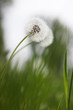 pusteblume auf wiese