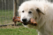 Hund mit Knochen