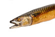 Photo: Head mackerel Head mackerel