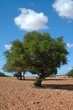 culture de l'argan