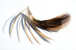 feathers
