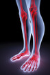 foot