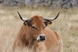 aubrac 6363