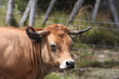 aubrac 6341