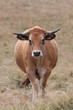 aubrac 6340