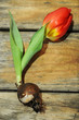 Tulpe aus Zwiebel gewachsen auf Holztisch