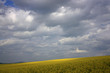 Rapsfeld im Wolkenzauber